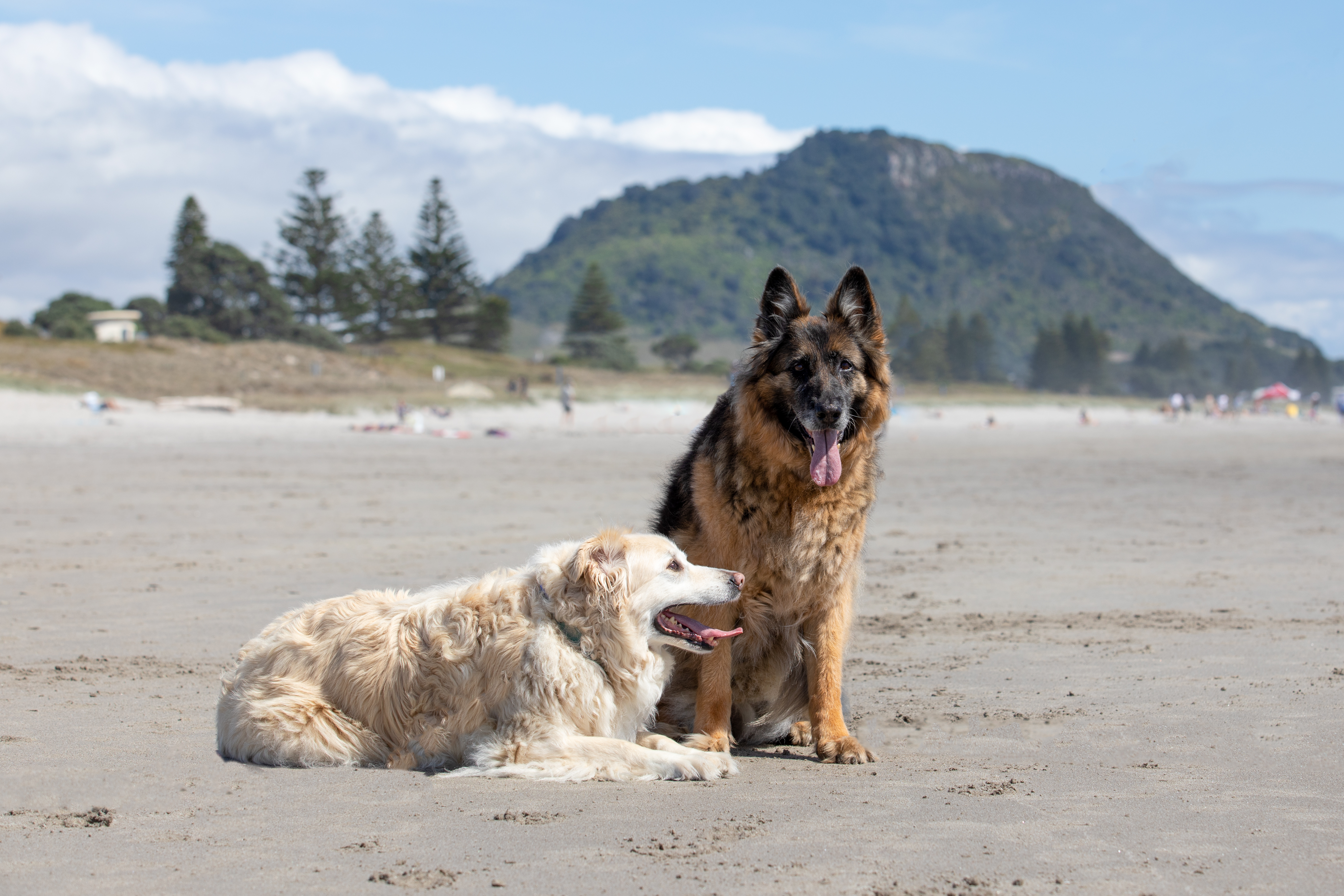 Pet Dog Photography